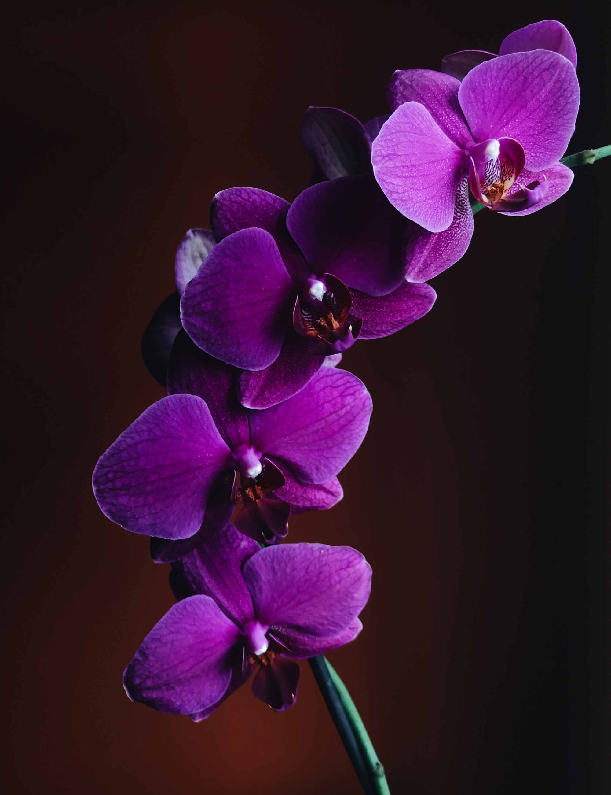 Orchids