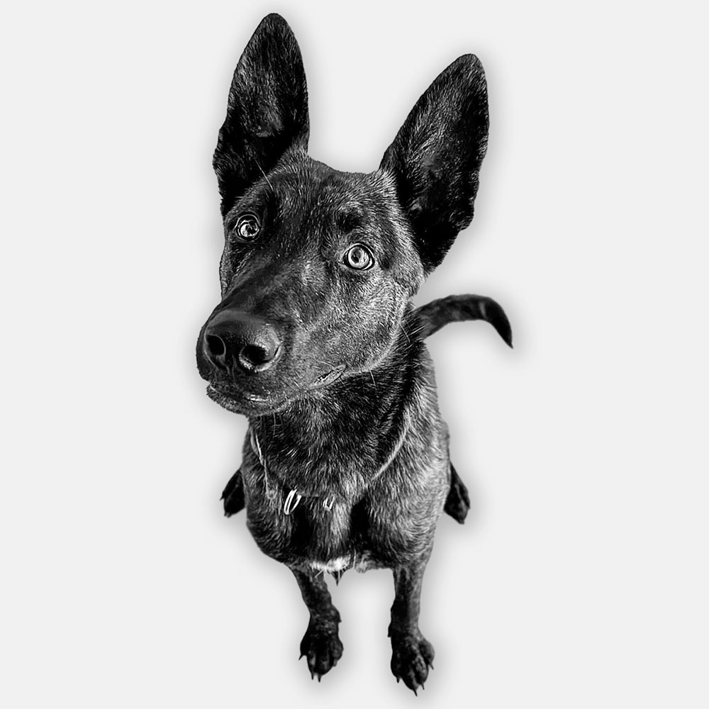 Ozzy the Dutch Shepherd